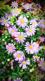 High angle view of purple flowering plants