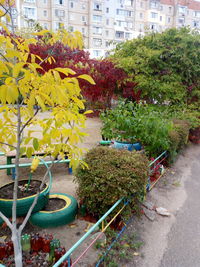 Flowers and trees in city