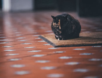 Black cat sitting on floor