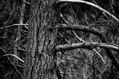 Close-up of tree trunk