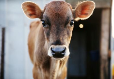 Close-up portrait of cow