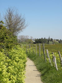 Footpath amidst trees on field against clear sky