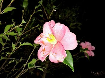 Close-up of wet pink flower