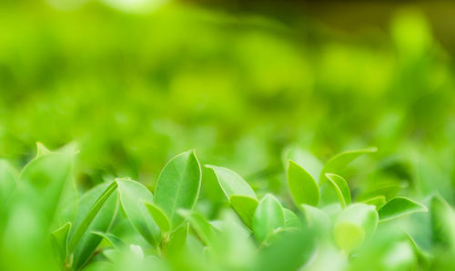 Close-up of fresh green plant