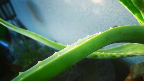 Close-up of succulent plant