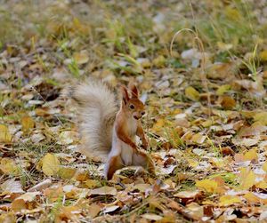 View of squirrel on field