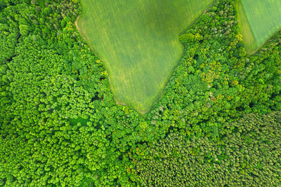 High angle view of green leaves