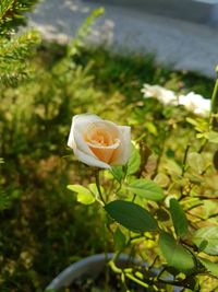 Close-up of white rose on plant