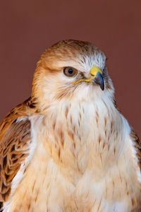 Close-up of eagle against gray background