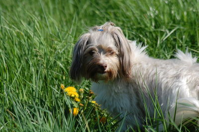 Close-up of dog on field