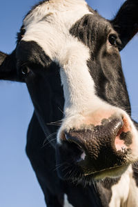 Close-up portrait of cow