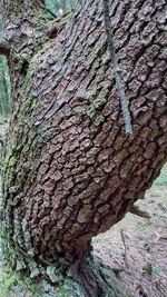 Close-up of tree trunk