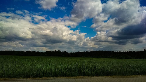 Scenic view of agricultural field against sky