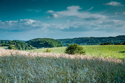 Scenic view of field against sky