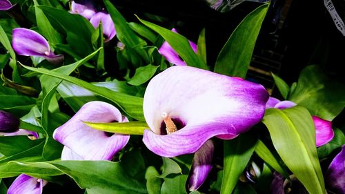 Close-up of purple flower blooming outdoors