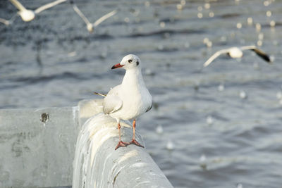 Seagull perching on a sea