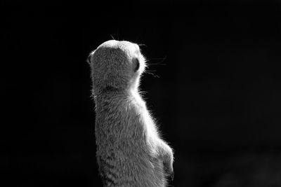 Rear view of horse against black background