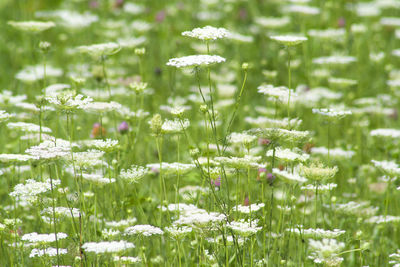 Close-up of flowers growing in field