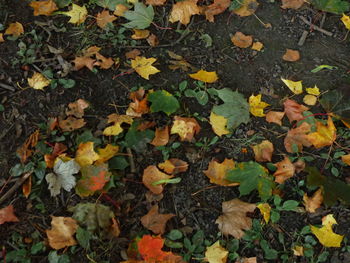 Close-up of maple leaves fallen on field