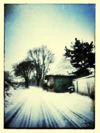 Bare trees along road