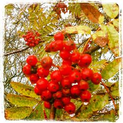 Close-up of red berries on tree