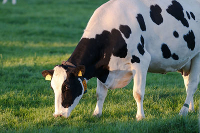Frisian cow grazing in a field