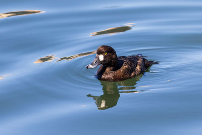 Duck swimming in lake