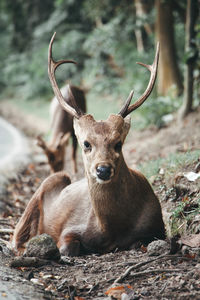 Portrait of deer relaxing on land