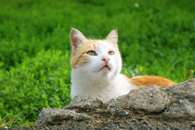 Portrait of a cat on rock