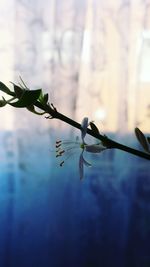 Close-up of plant against blurred background