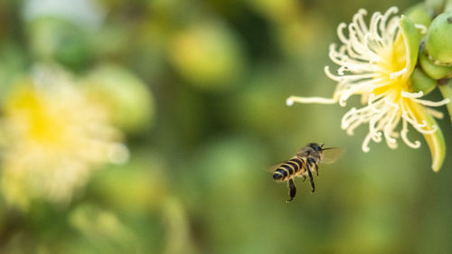 Close-up of bee pollinating on flower