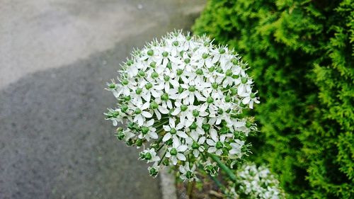 Close-up of plant