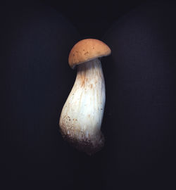 Close-up of mushroom over black background