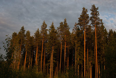 Pine trees in forest against sky