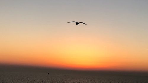 Silhouette birds flying in sky during sunset