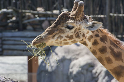 Close-up of giraffe