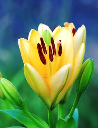 Close-up of yellow flowering plant