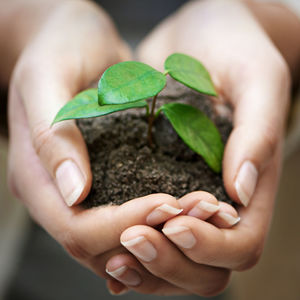 Cropped hand of person holding plant