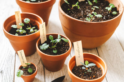 Close up of strawberries sprout plant seeding in ceramic terracota pots on  wooden table background