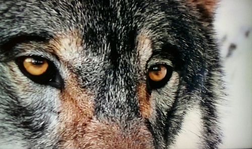 Close-up portrait of a horse