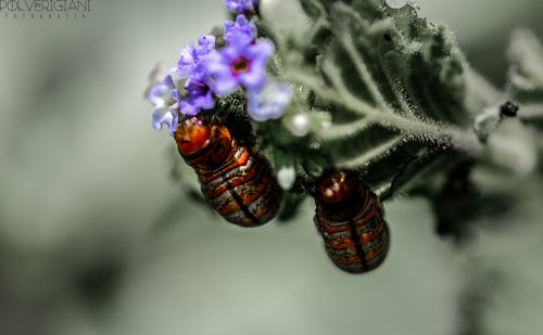 Close-up of bee on purple flower
