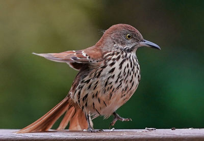 A plump brown thrasher steps along the deck