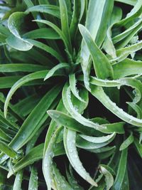 Close-up of fresh green plant