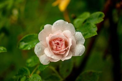 Close-up of pink rose flower