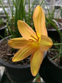 Close-up of day lily blooming outdoors