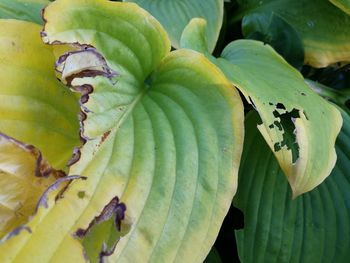 Close-up of fresh green leaves