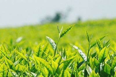 Close-up of green plant on field