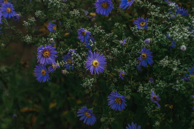 High angle view of purple flowering plants on field