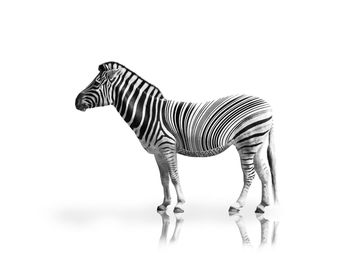 Side view of zebra standing against white background