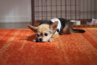 Close-up portrait of puppy at home